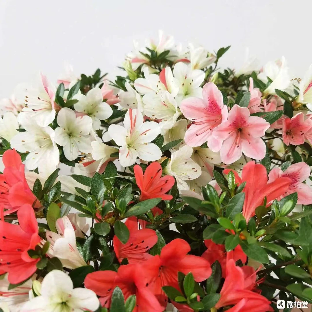 88系列直播间一物一拍链接（日本皋月杜鹃品种杜鹃）绿植绿色