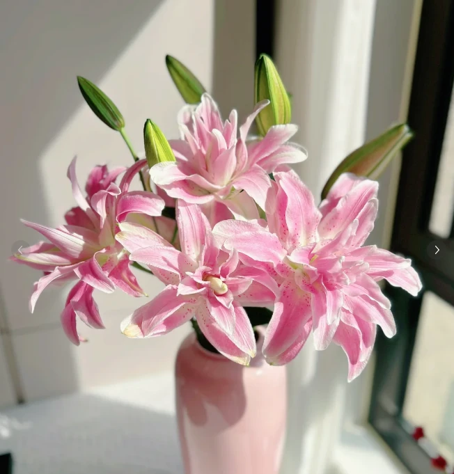 清婉 多头重瓣百合---清雅绽放 如梦如幻