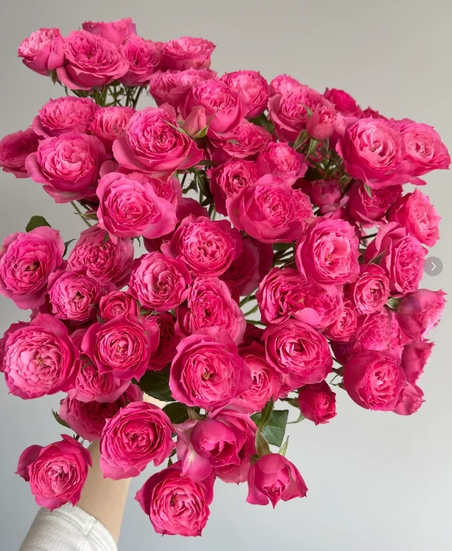 苏菲宝贝--多头玫瑰--气质冷艳 、自然损耗包赔