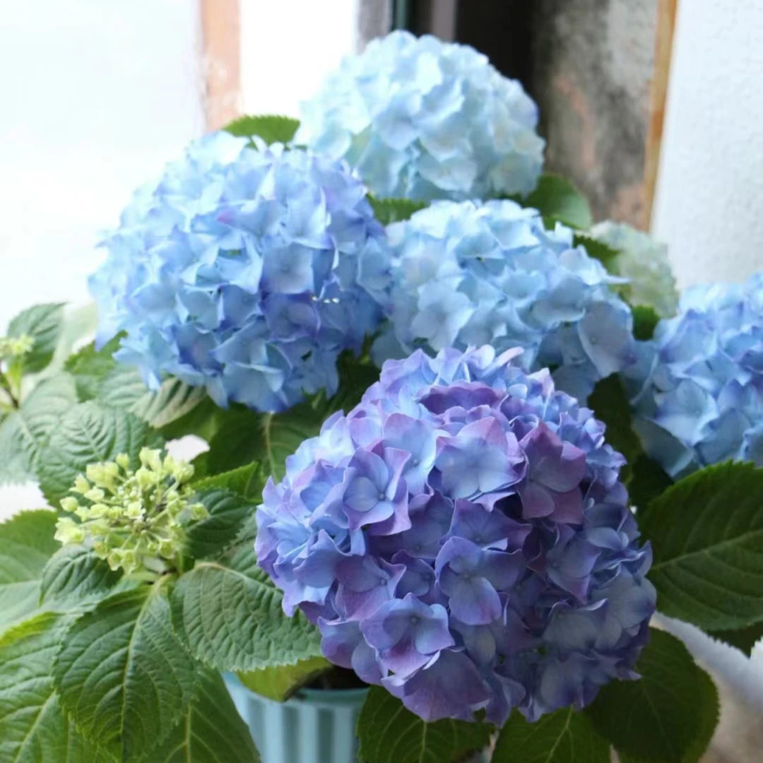 英茂绣球盆栽1份--收到花先醒花，实物以直播间展示为准