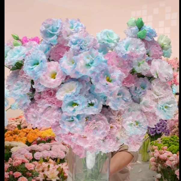 缤纷 吸色洋桔梗1束--有轻微色差  收到花花第一时间醒花哦