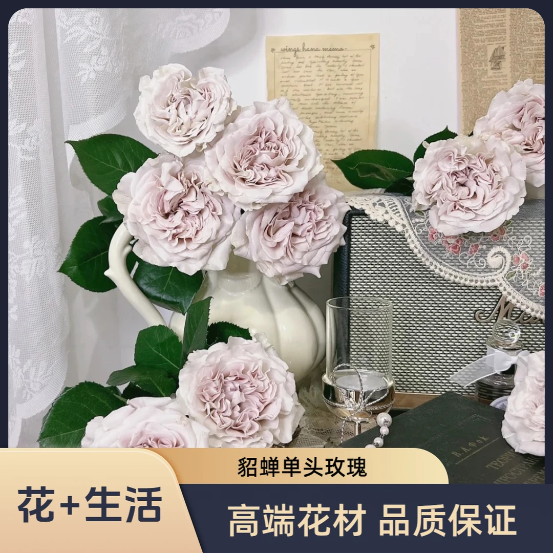 【貂蝉--单头玫瑰】(实物以直播间为准)花艺生活摆放