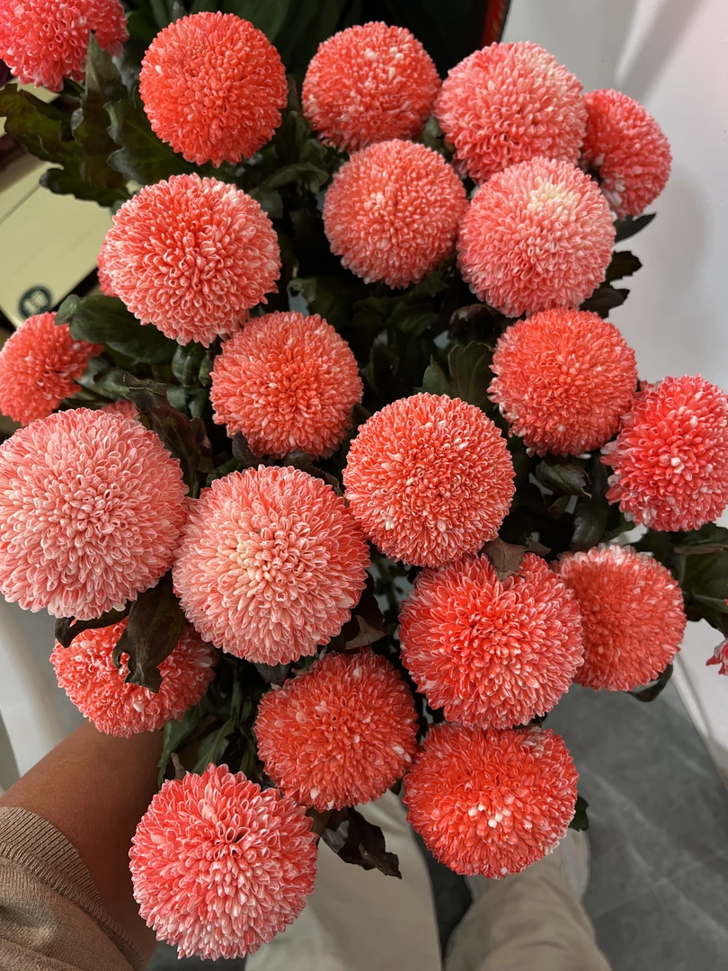 少女吸色乒乓菊1束--收到花有问题第一时间联系客服