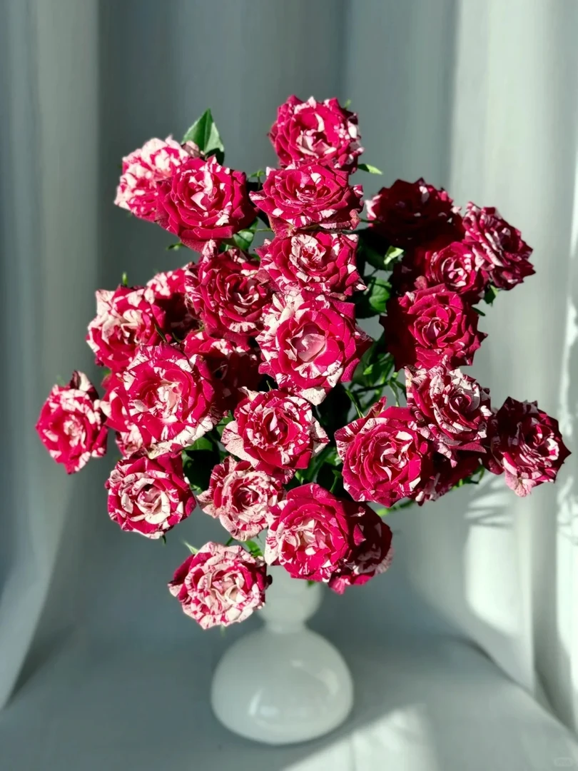 羽衣曲--稀有多头玫瑰--实物以直播间展示为准