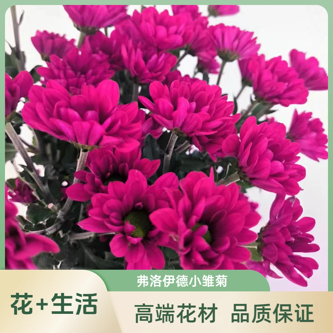 弗洛伊德小雏菊--收到第一时间醒花(实物直播间为准)摆放养护