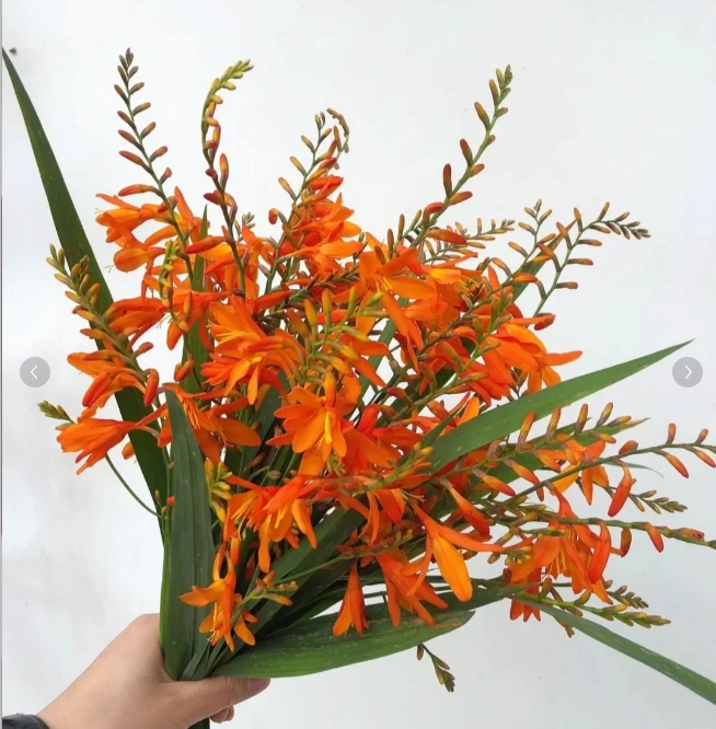 火焰兰3束--收到花第一时间醒花