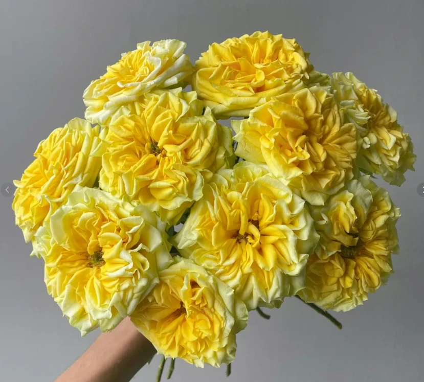 （定制精选）月光女神--单头玫瑰(实物以直播间为准)花艺生活摆放