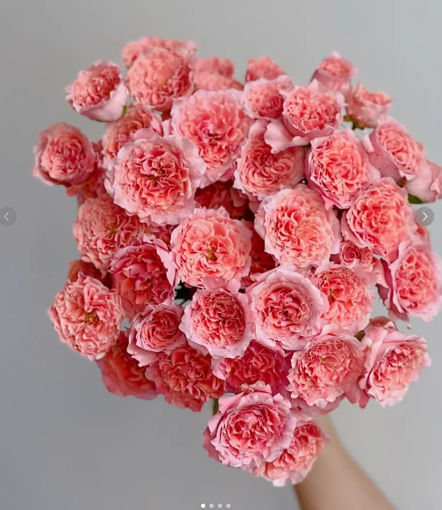 粉色拉拉队-稀有多头玫瑰-收到第一时间醒花