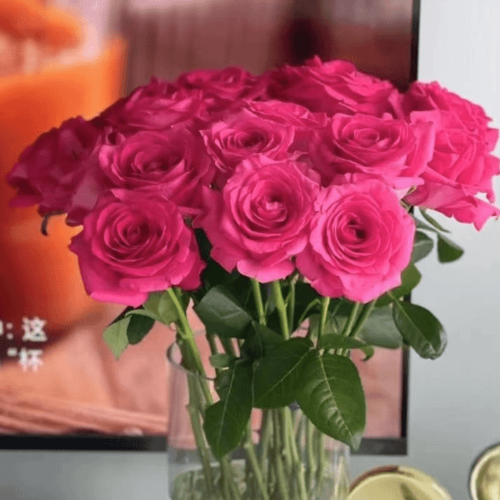 A级弗洛伊德--单头玫瑰-艳丽、魅惑