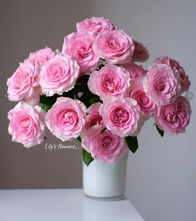 洛神单头玫瑰- 花魁洛神