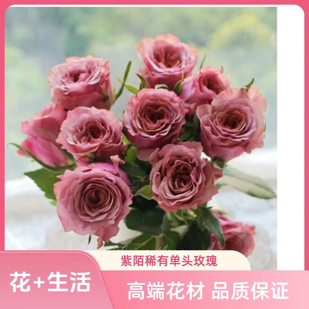 紫陌--稀有单头玫瑰--复古渐变【实物以直播间为准】花艺生活摆放