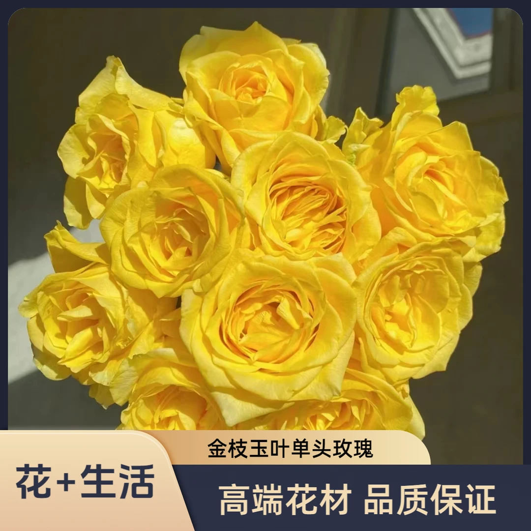定制精选金枝玉叶--单头玫瑰 (实物以直播间为准)花艺生活摆放