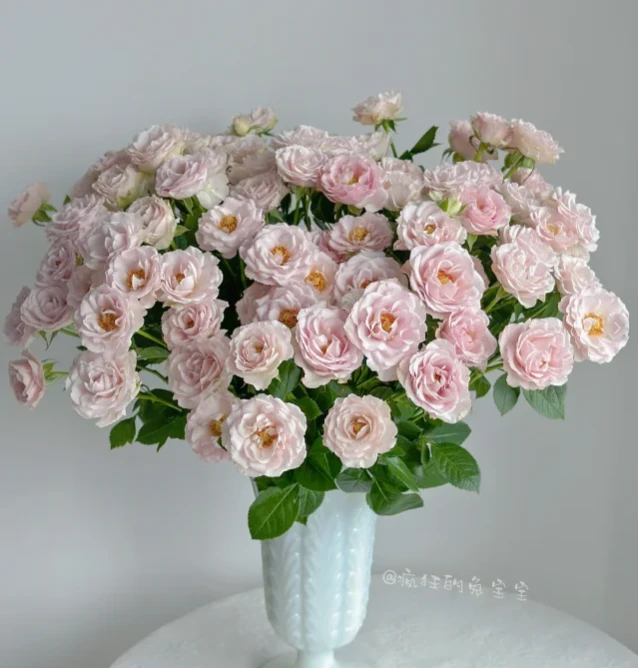 粉色纯真--稀有多头玫瑰-第一时间醒花（实物以直播间展示为准）