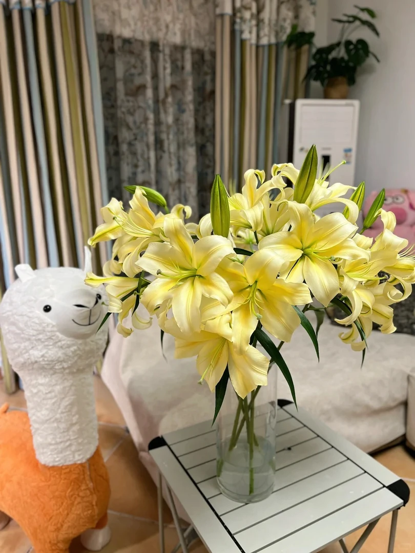 3头暮光-- 单瓣香水百合