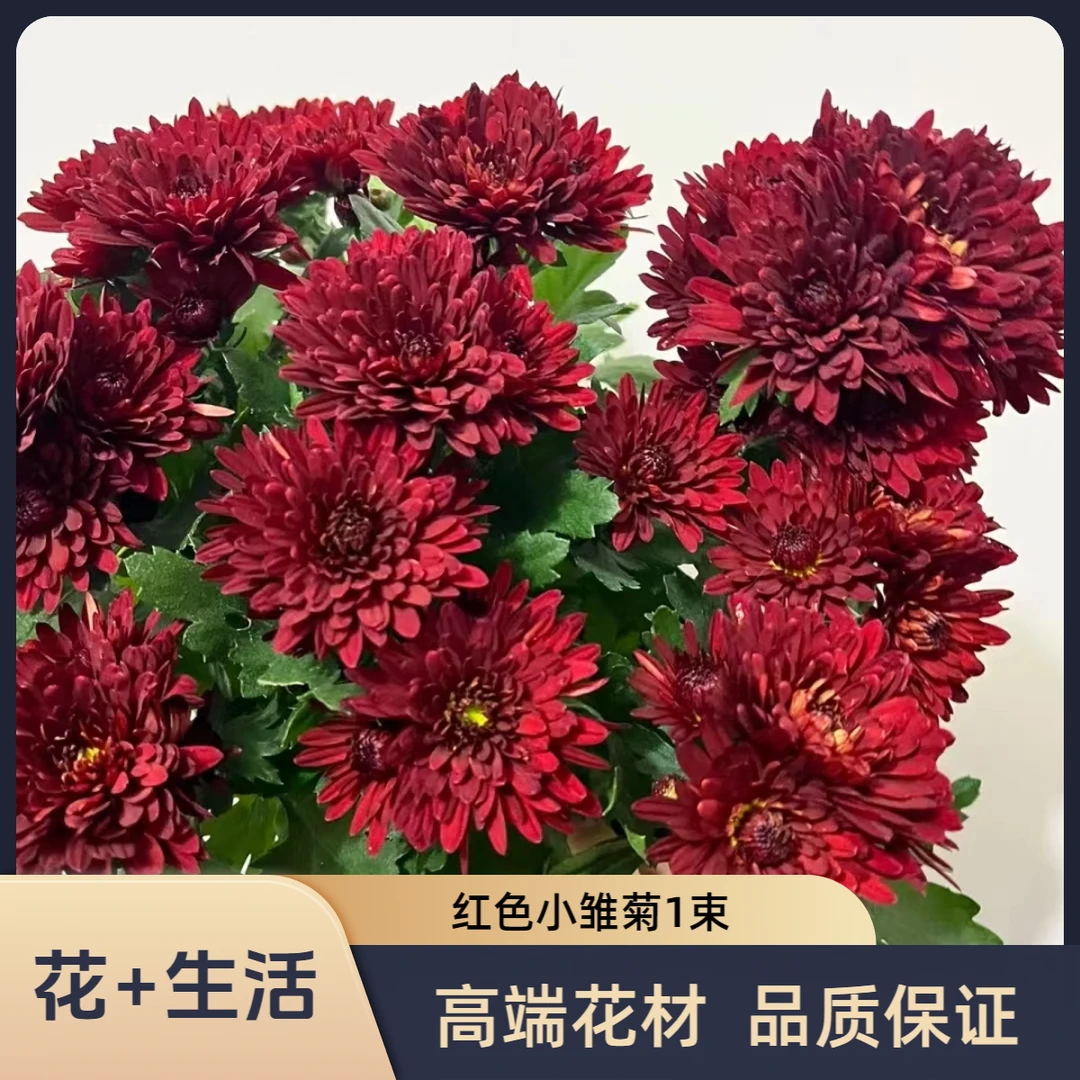 红色小雏菊1束-收到花第一时间醒花（实物以直播间为准）养护自然