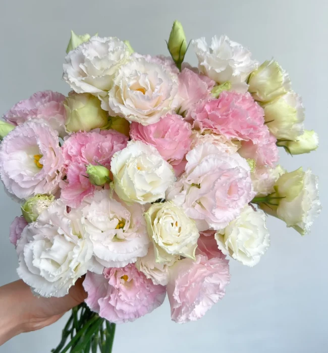 阳光粉洋桔梗--实物以直播间展示为准（有问题联系客服）