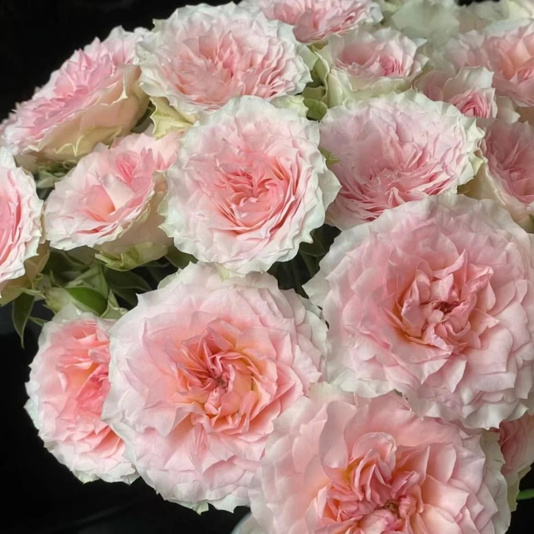 情迷罗拉--稀有多头玫瑰--收到第一时间带包装醒花