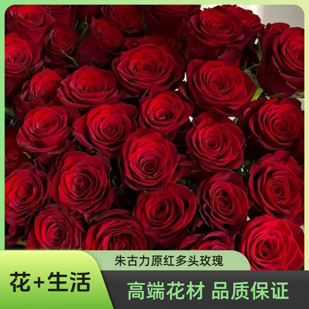 朱古力--多头玫瑰-(实物以直播间为准)收到带包装深水醒花