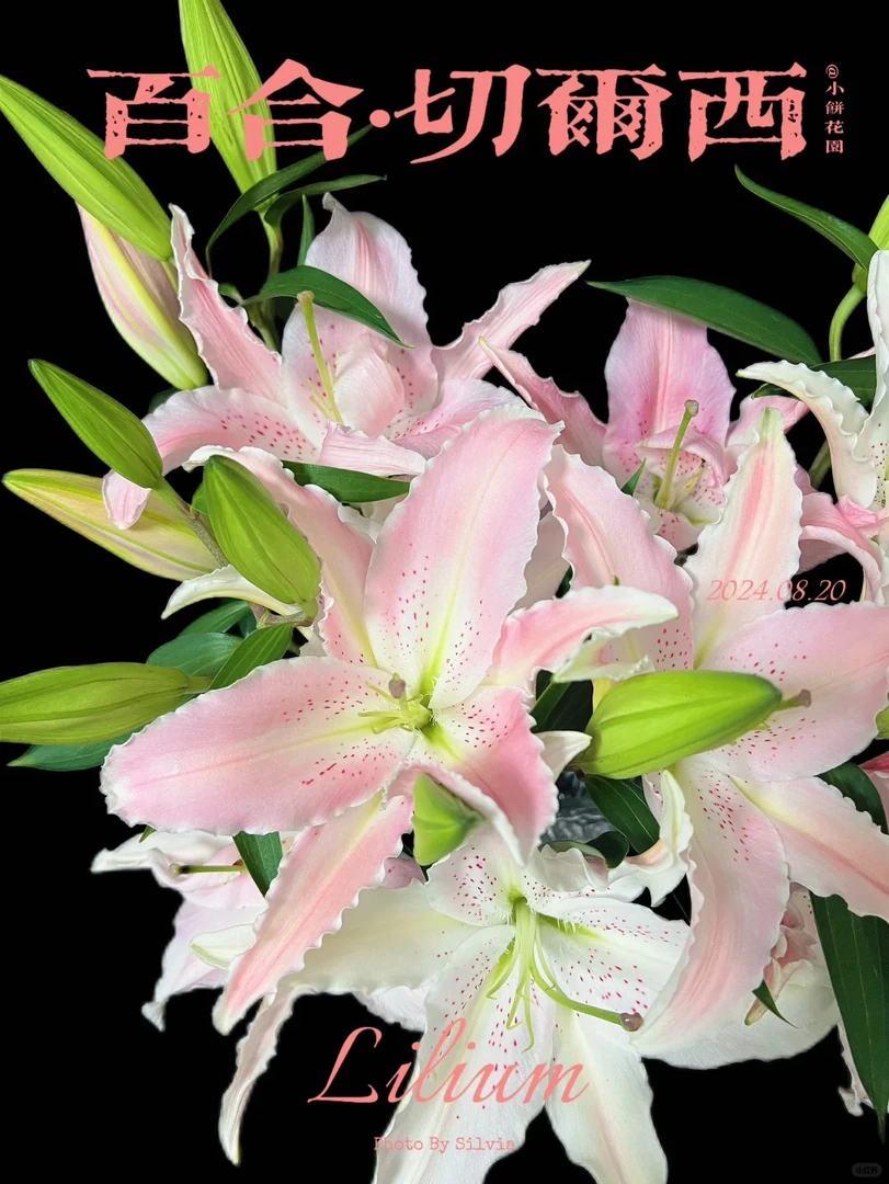 多头小仙女--单瓣香水百合