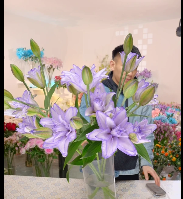 3头紫雾幻影吸色重瓣百合-以直播间展示为准