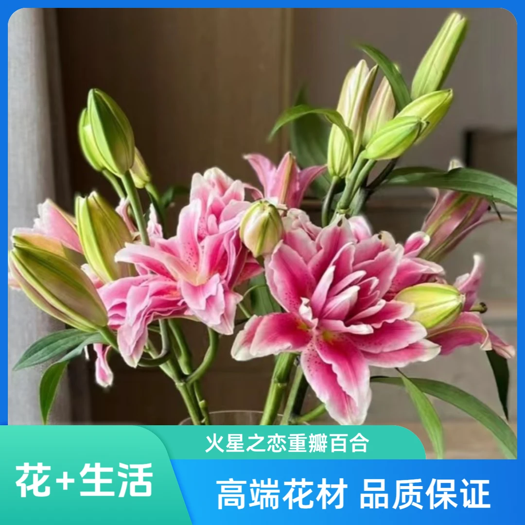 (定制精选)多头火星之恋重瓣百合--【实物以直播间展示为准】
