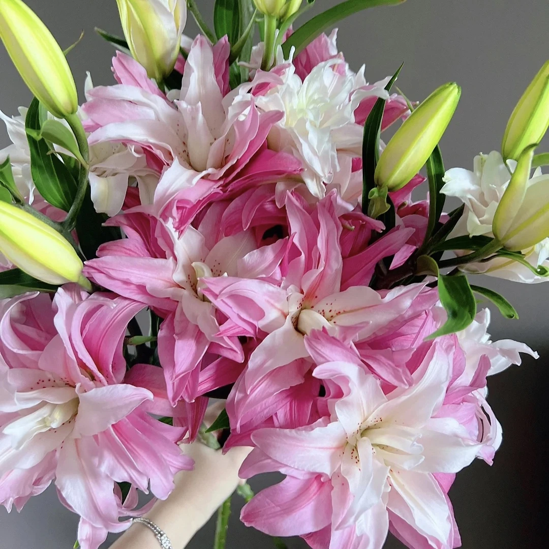 多头戴安娜重瓣百合-花苞较小，介意慎拍（实物以直播间为准）