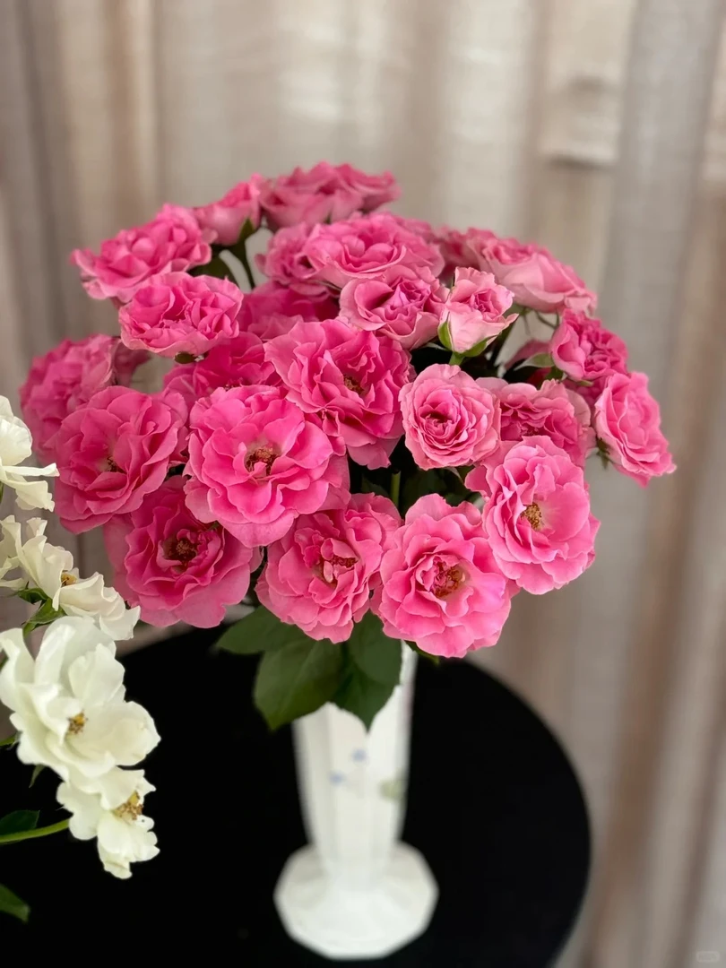 桃红人鱼--稀有多头玫瑰-