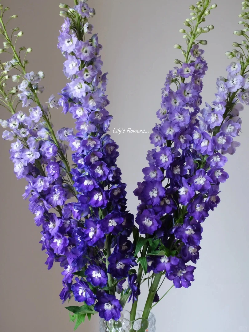 定制精选深紫色重瓣大飞燕  一扎