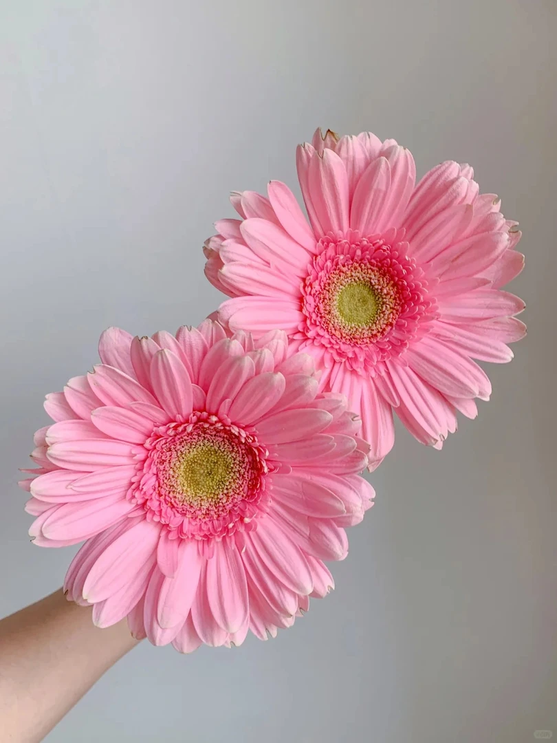 弗洛伊德 ---非洲菊10支（实物以直播间展示为准）