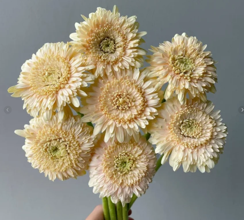 甜心--非洲菊20支--收到先醒花哟（实物以直播间展示为准）
