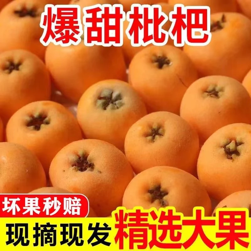 【顺丰快递】四川攀枝花米易爽口新鲜果中大果爽口琵琶枇粑整箱批发