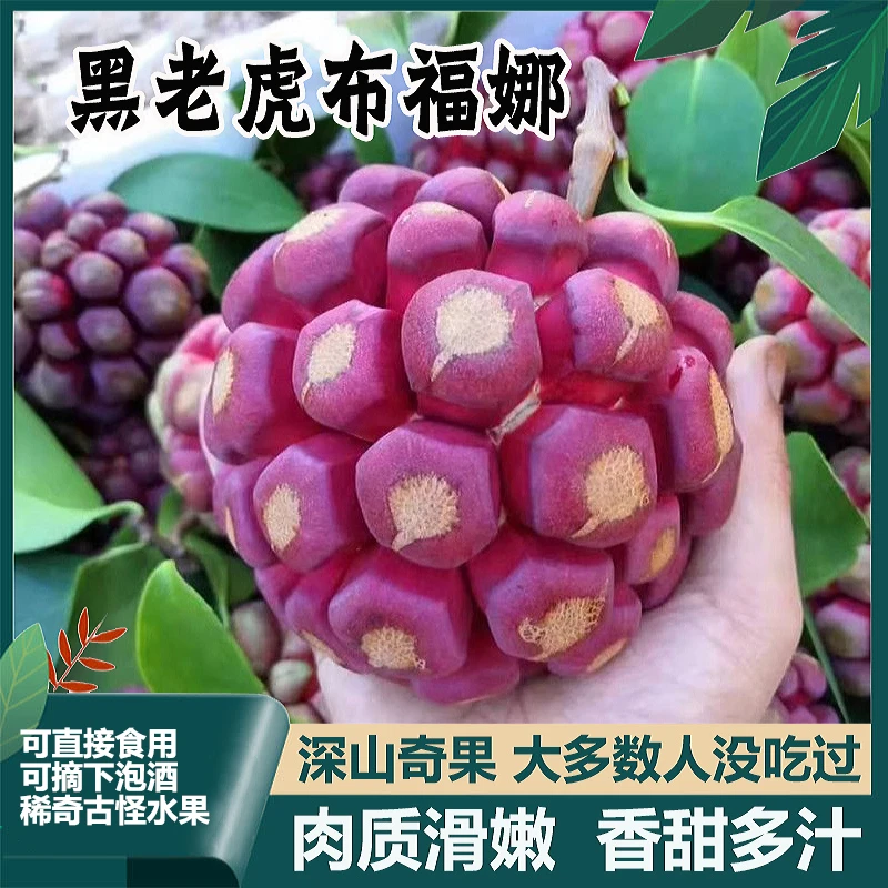 黑老虎新鲜现摘布福娜【恶魔果实】清甜当季血藤果滑嫩香甜罕见水果