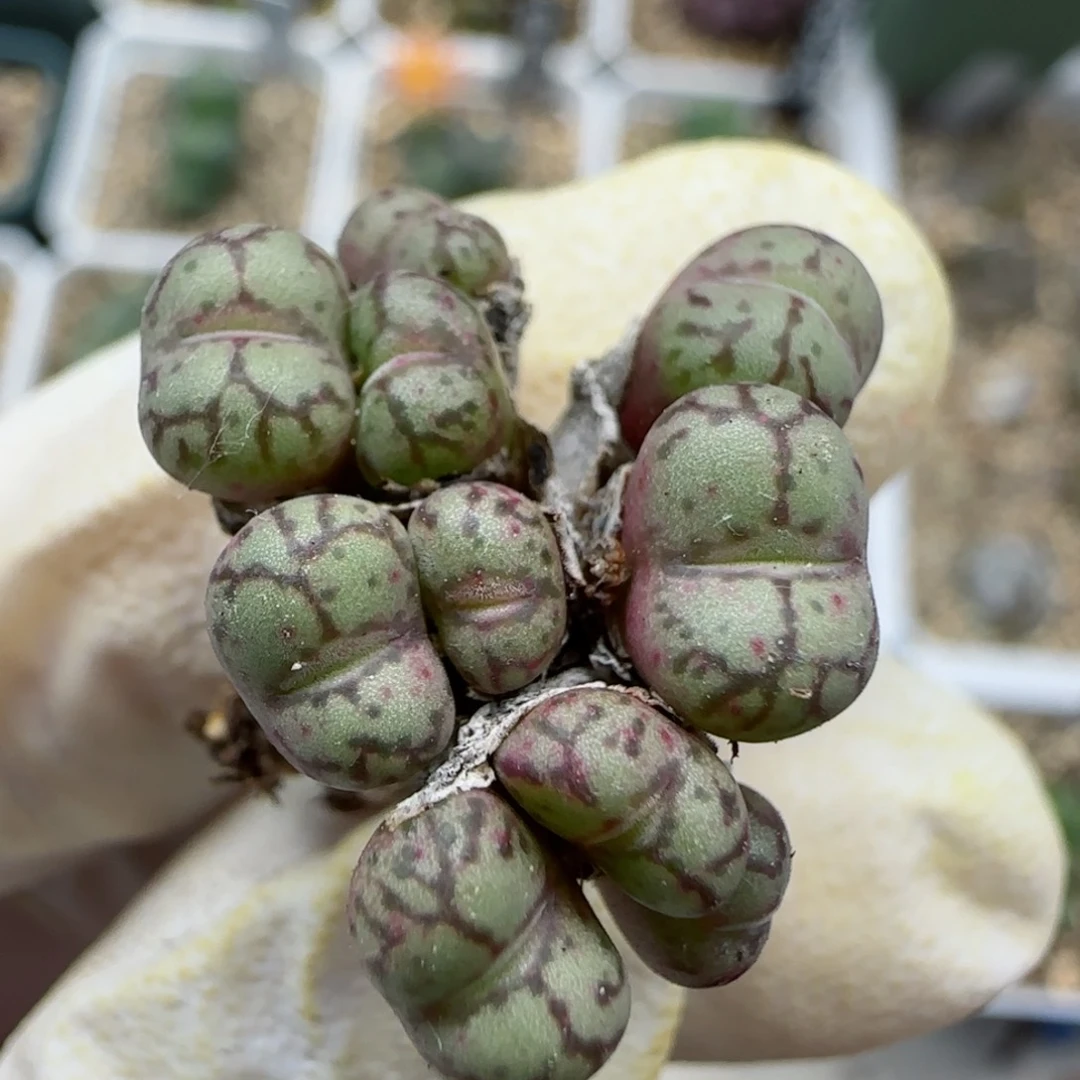 9-27-118满48包邮小型母本猴脸安贞肉锥