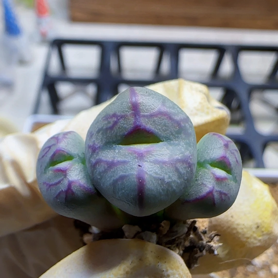 鱼**关10-28满48包邮清货雷神之锤杂交肉锥