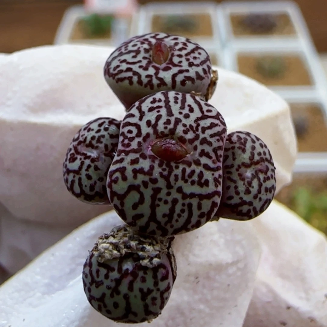 10-29-220满48包邮母本超墨多肉