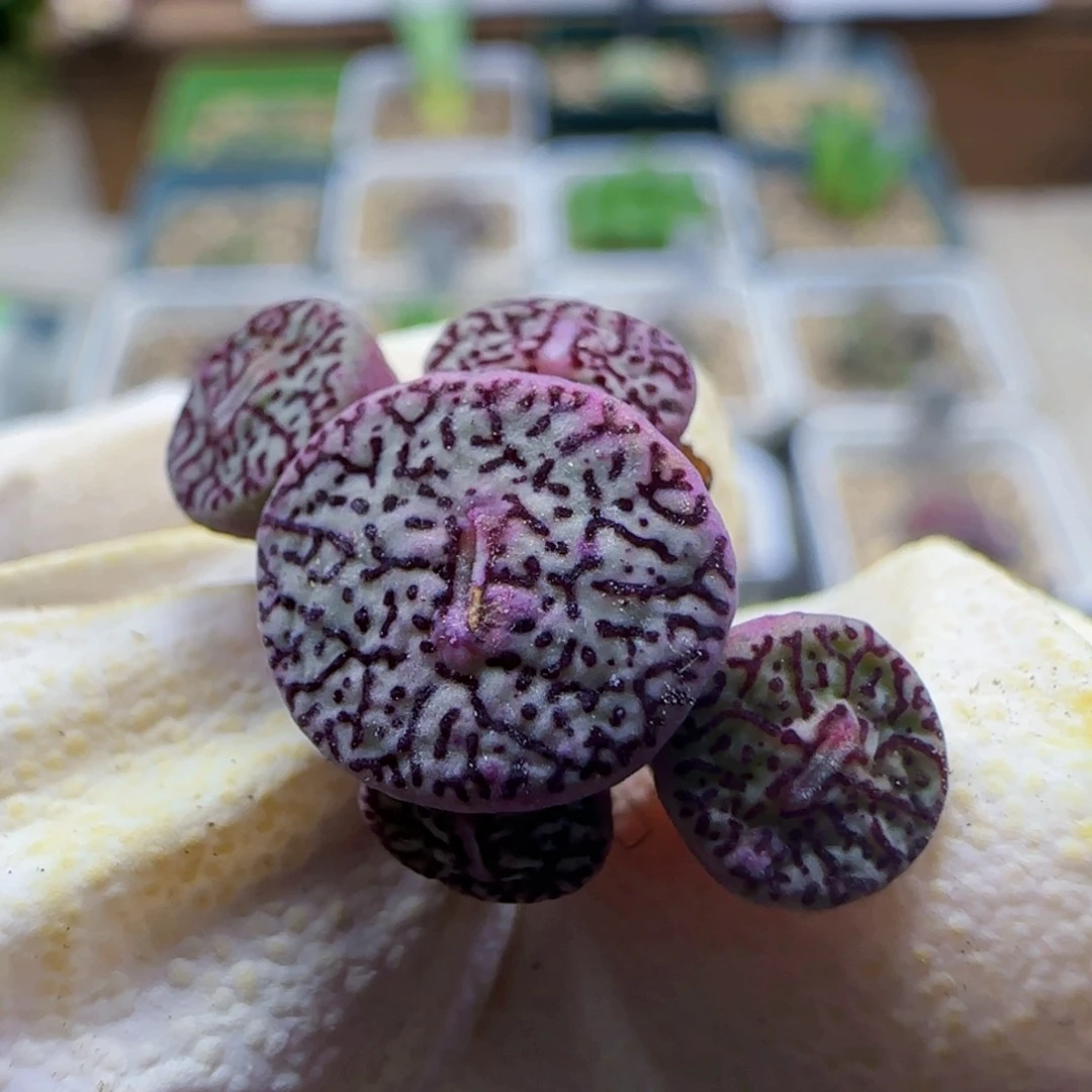 8-25满48包邮101母本墨肉锥