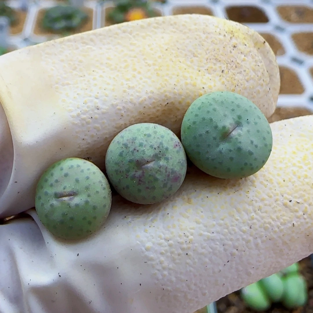 10-20-138满48包邮园艺奶油肉锥0.9