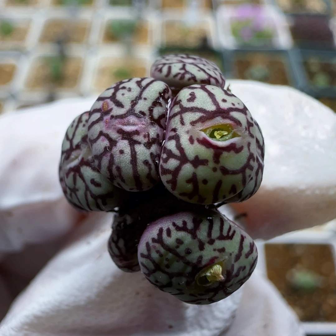 11-7-146当天满48包邮母本墨多肉8头