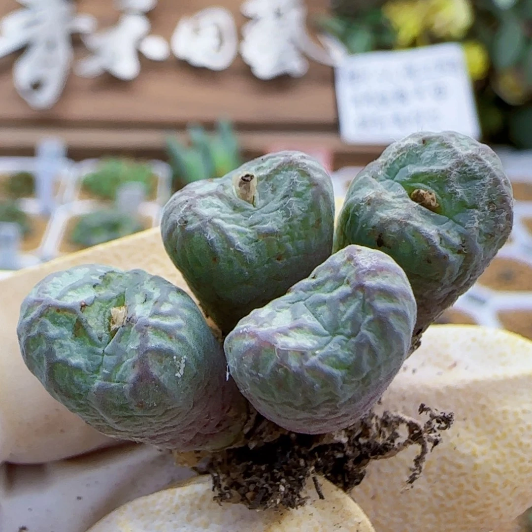 10-21-231满48包邮毛送奶工杂交多肉