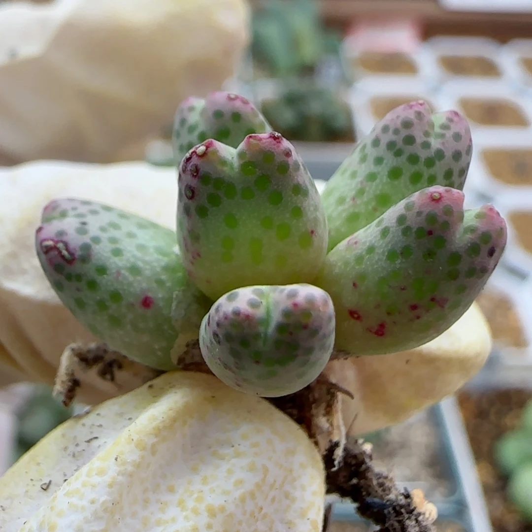 10-28-147满48包邮园艺小型火龙果草莓斑马多肉