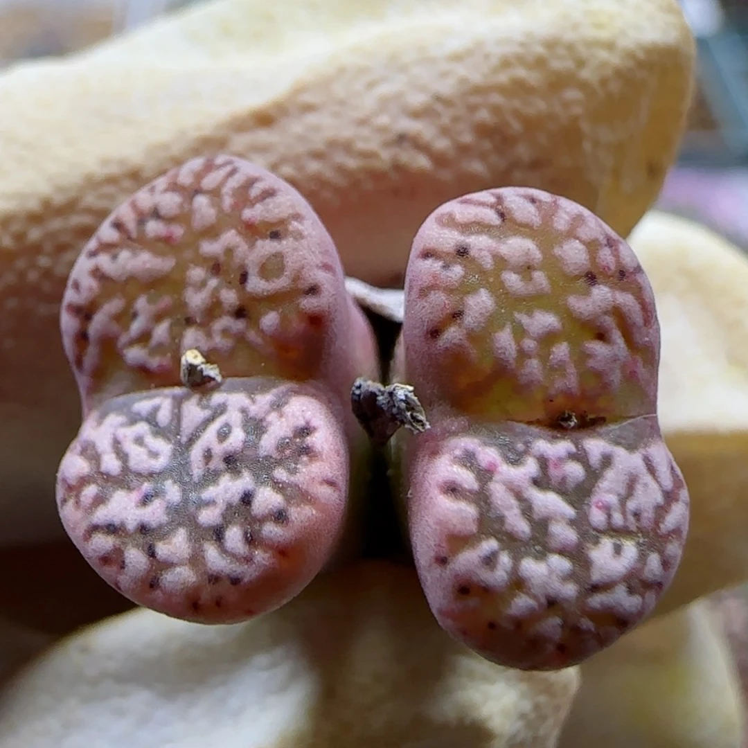 11-6-240当天满48包邮马克杂交多肉1cm左右