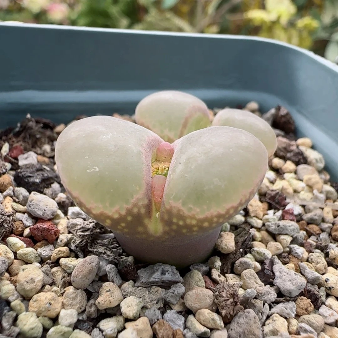 10-17-1-3满48包邮大翻窗风铃肉锥2.4cm脱土