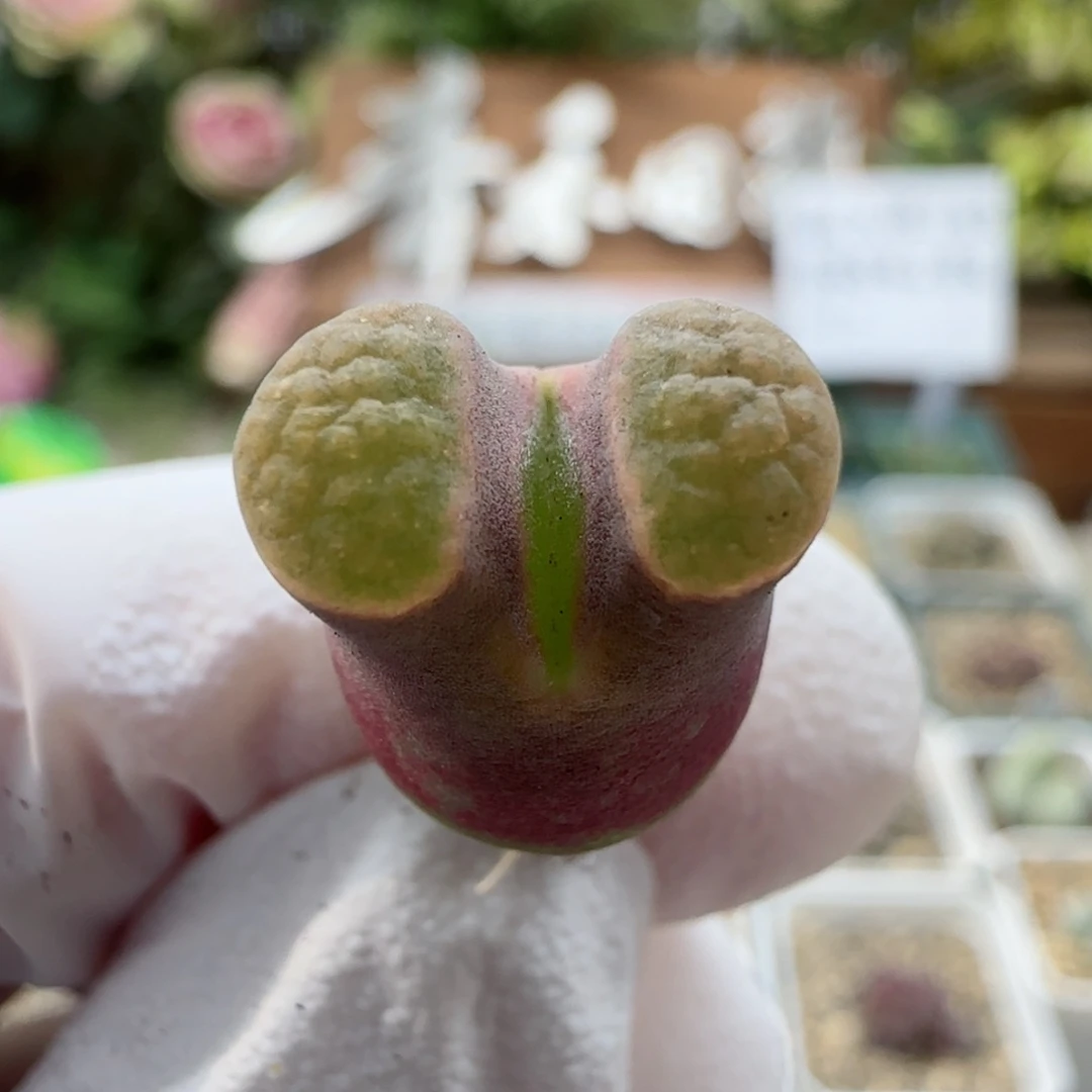8-19满48包邮228磁铁母本腿微长