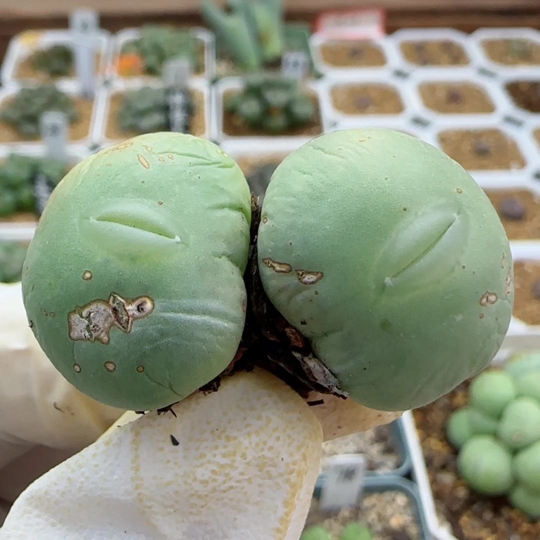 10-28-212满48包邮超嘟嘴大G多肉