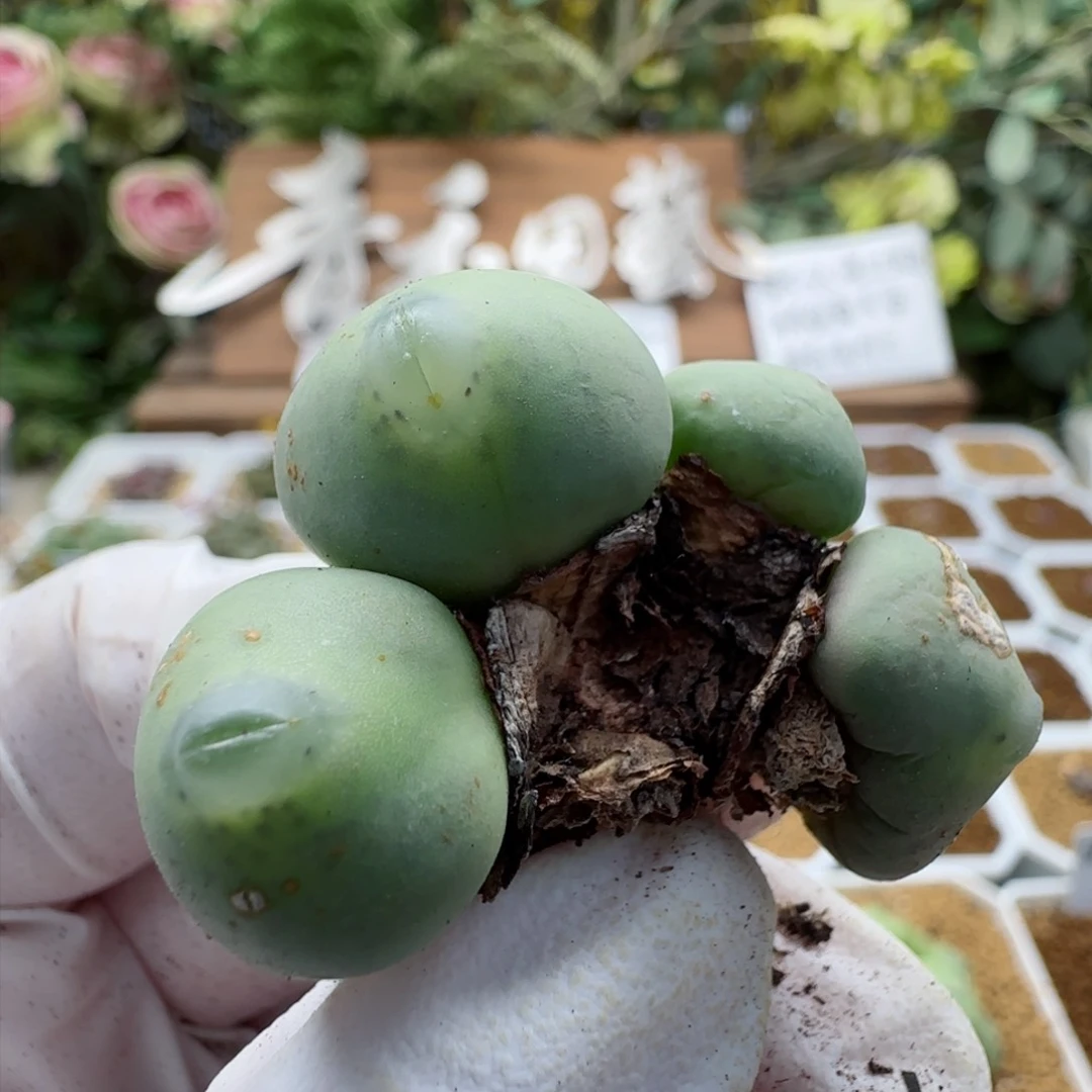 10-17-229满48包邮超嘟嘴大G多肉