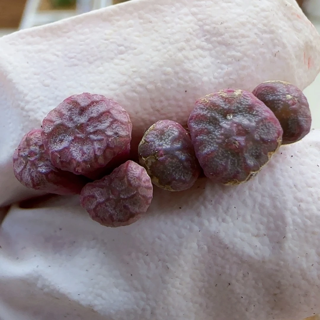 10-29-237满48包邮清货送奶工杂交肉锥0.7左右