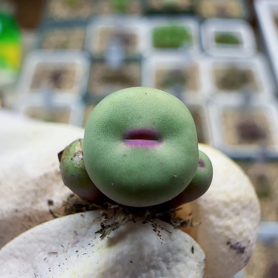 8-27满48包邮149腿歪园艺ts427红嘴肉锥0.8左右