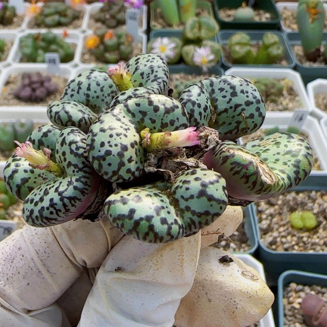 成**馆10-7-满48包邮新品大型安贞肉锥