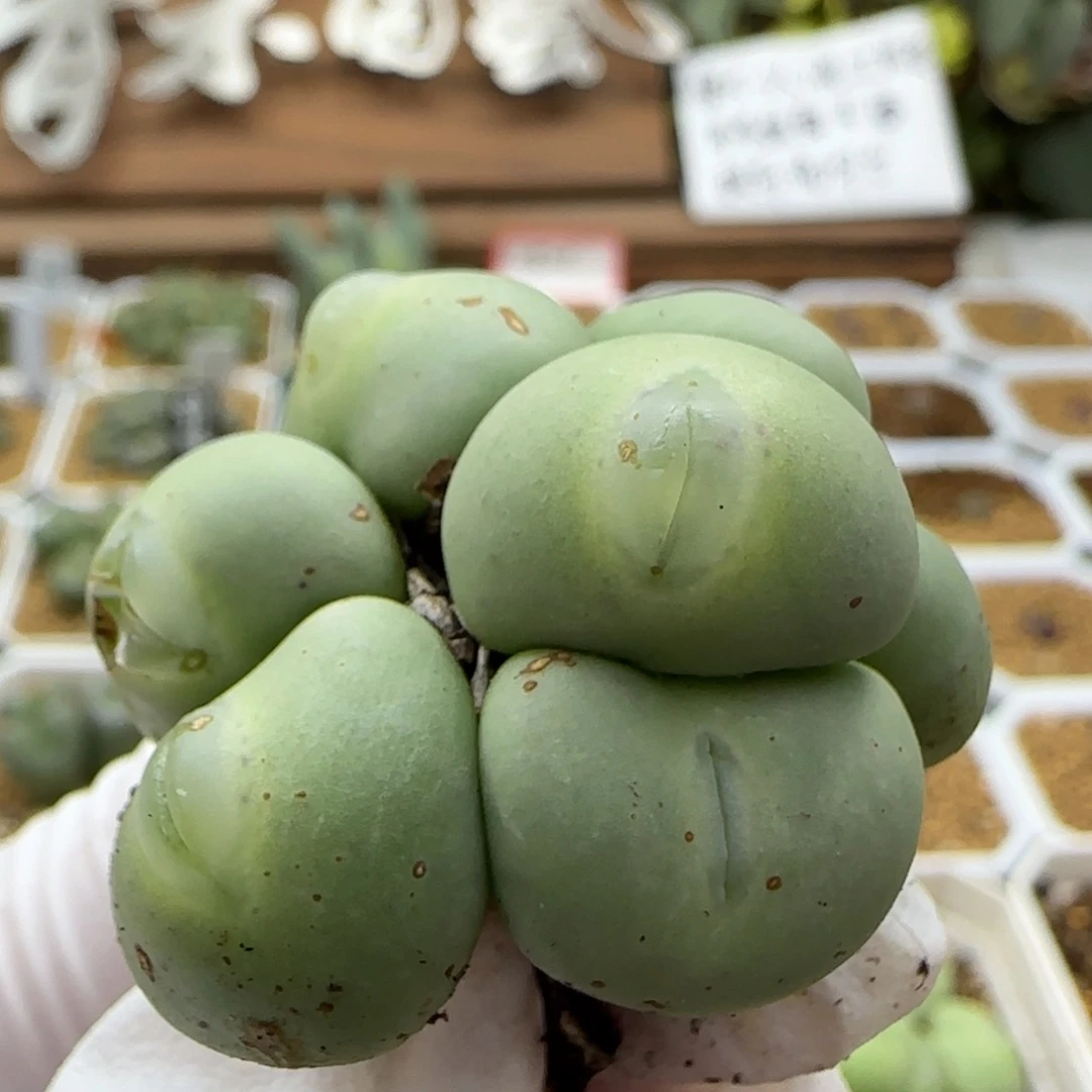 10-26-145满48包邮8头超嘟嘴白花大G