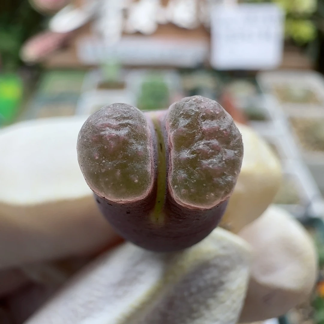 8-20满48包134邮磁铁母本肉锥腿长
